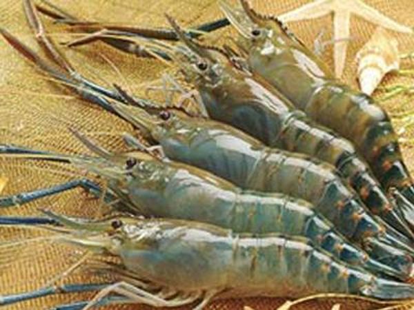Tôm như thế nào được xem là “sạch”. (Ảnh: primeseafood)